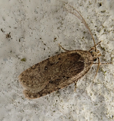 Agonopterix heracliana