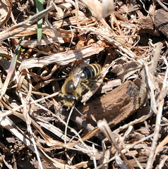 Colletes inaequalis