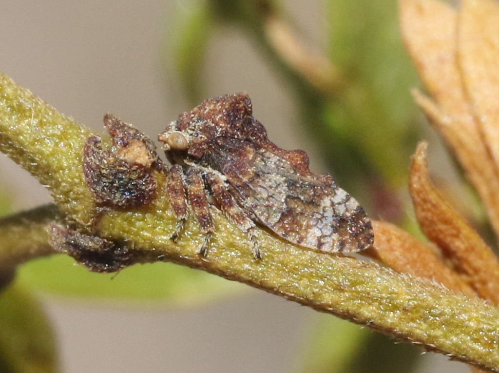 Multareis cornutus