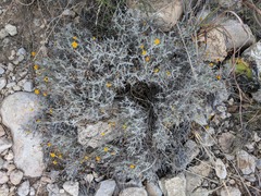 Thymophylla setifolia greggii