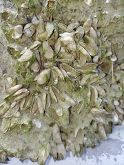 Mytilopsis leucophaeata