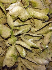 Mytilopsis leucophaeata