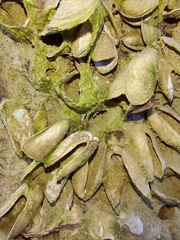 Mytilopsis leucophaeata