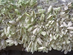 Mytilopsis leucophaeata