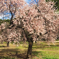 Prunus amygdalus
