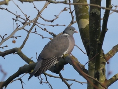 Columba palumbus