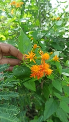 Pseudogynoxys cordifolia