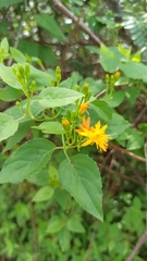 Pseudogynoxys cordifolia