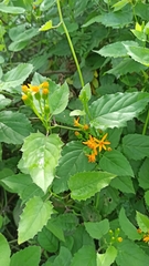 Pseudogynoxys cordifolia