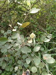 Capparicordis crotonoides