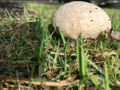 Fungi