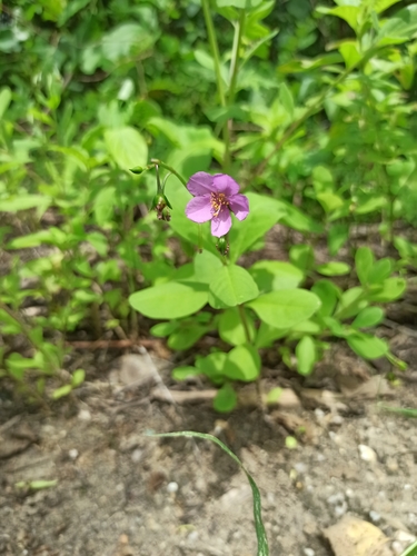 Talinum fruticosum iNat (1)