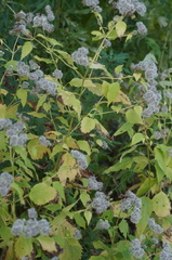 Ageratina altissima