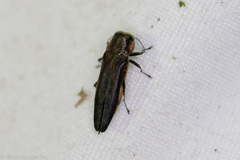 Agrilus nigricans