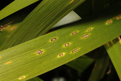 Puccinia iridis