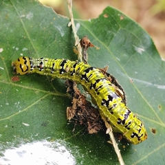 Dioptinae