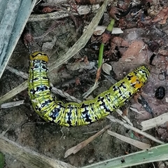 Dioptinae