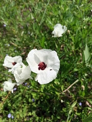 Cienfuegosia tripartita