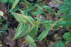 Dichanthelium clandestinum