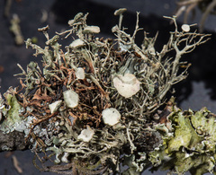 Ramalina stenospora