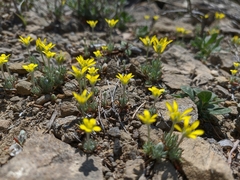 Ceratocephala falcata