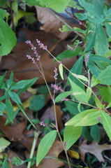 Persicaria longiseta