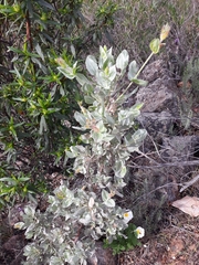 Cistus atriplicifolius