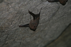 Balantiopteryx plicata