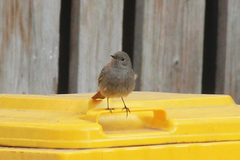 Phoenicurus ochruros