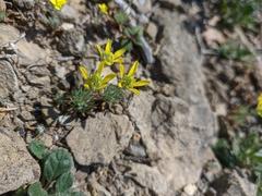 Ceratocephala falcata