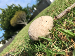 Fungi