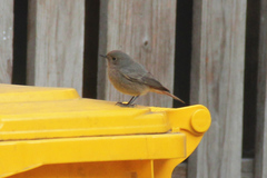 Phoenicurus ochruros