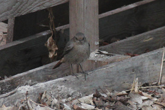 Phoenicurus ochruros
