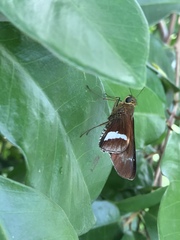 Eudaminae