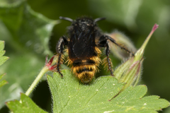 Dasyscolia ciliata