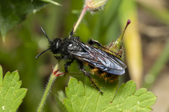 Dasyscolia ciliata