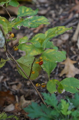 Celastrus orbiculatus