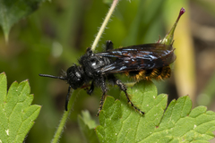 Dasyscolia ciliata