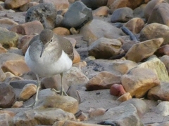 Actitis hypoleucos