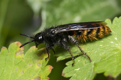 Dasyscolia ciliata