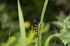 Dasyscolia ciliata