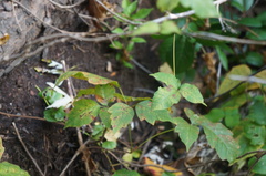 Toxicodendron radicans