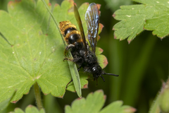 Dasyscolia ciliata