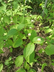Alternanthera pubiflora