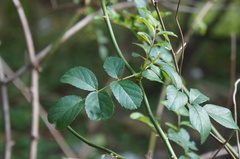 Rosa multiflora