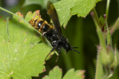 Dasyscolia ciliata