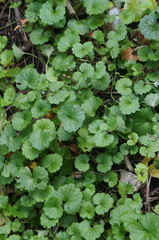 Glechoma hederacea