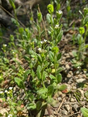 Arabis recta