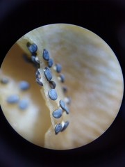 Diderma hemisphaericum