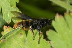 Dasyscolia ciliata